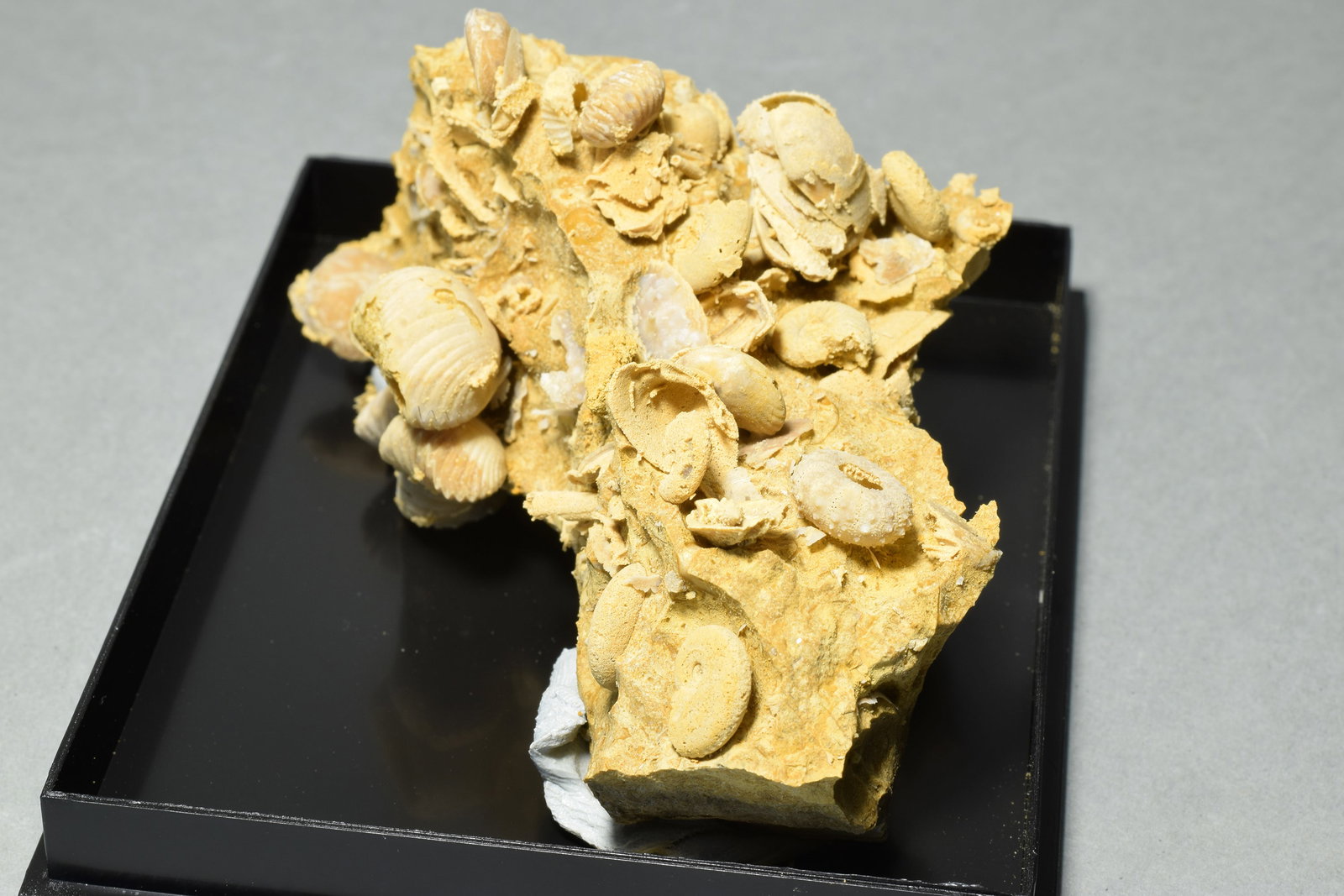 Silicified fossils in natural limestone matrix - 10