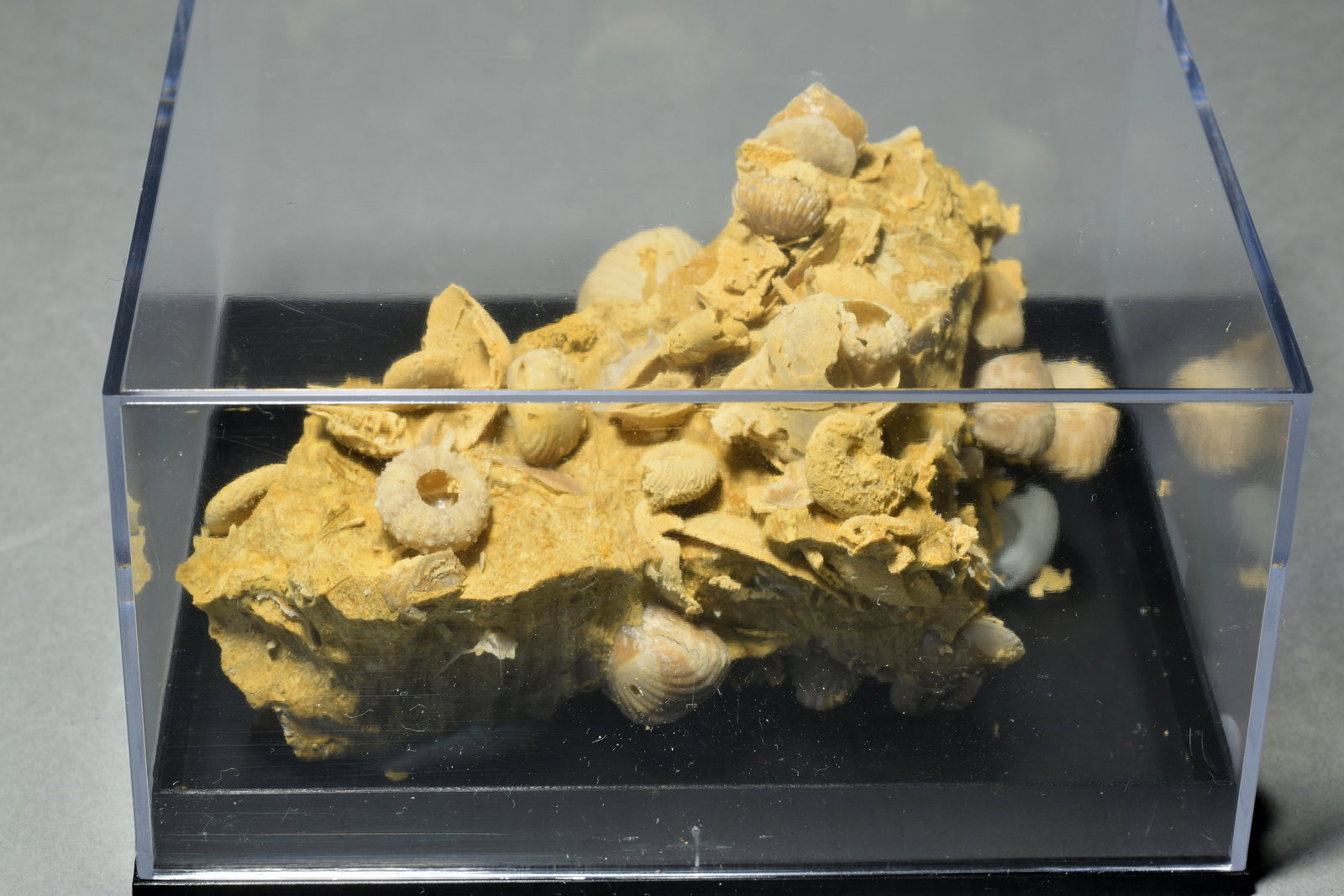 Silicified fossils in natural limestone matrix: Title: Silicified fossils in natural limestone matrixOrigin: FranceSize: 9.6 x 5.5 x 4.6 cm (fossils + matrix)Description: Species: Cardioceras sp., Cerithium sp., Thurmanella thurmani, Polydiadema