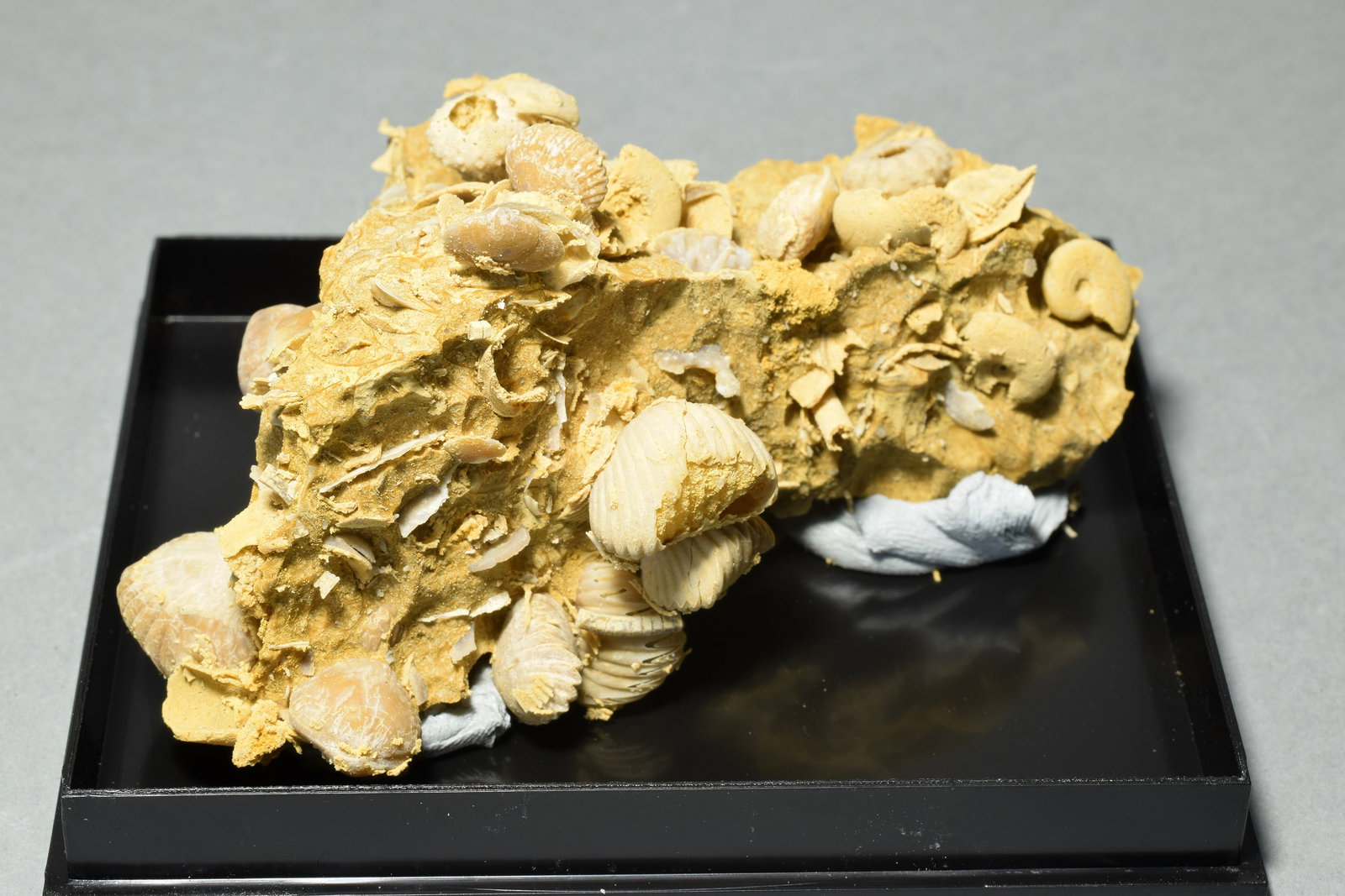 Silicified fossils in natural limestone matrix - 2