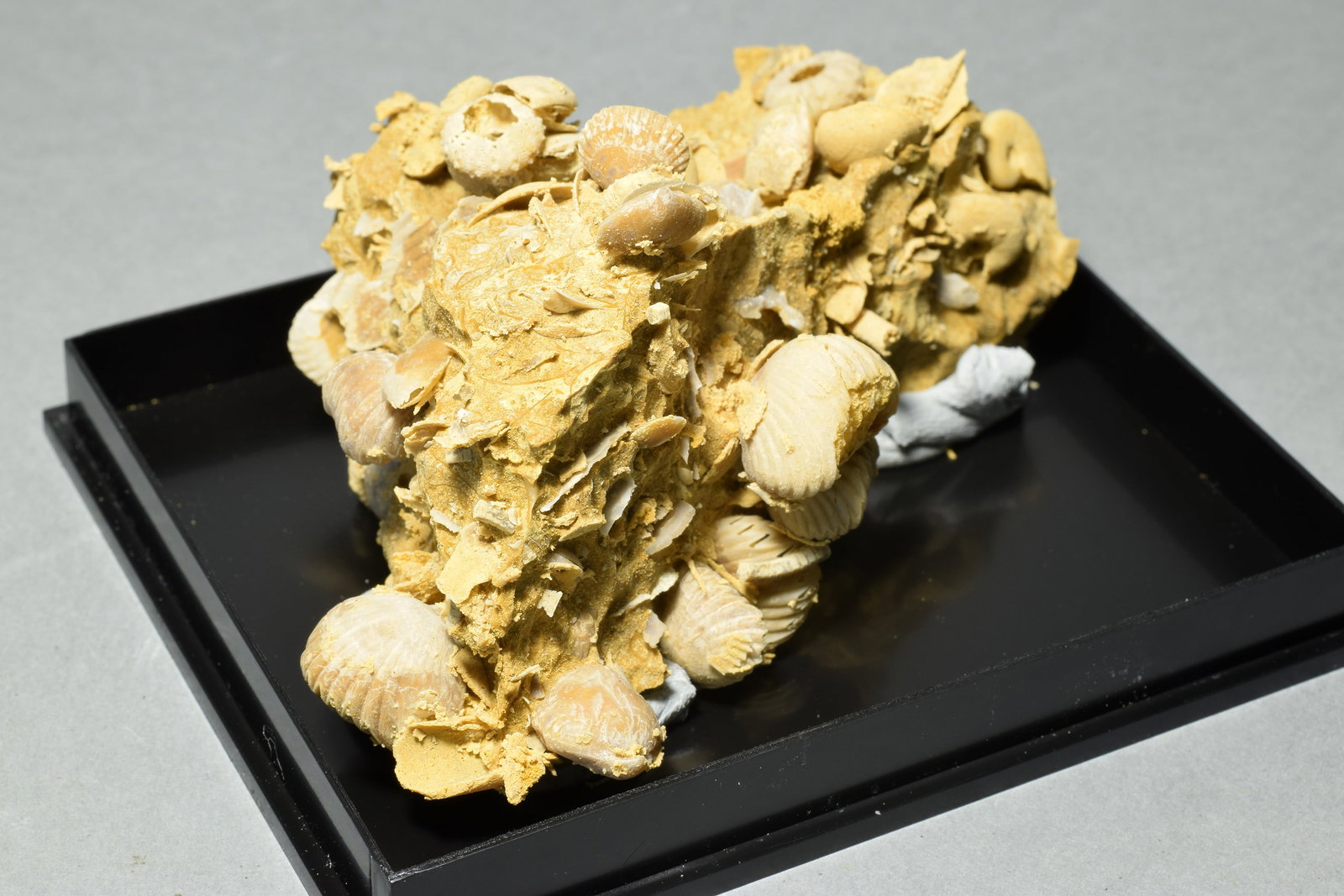 Silicified fossils in natural limestone matrix - 3