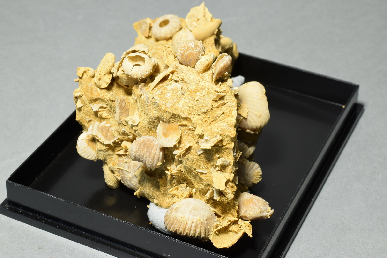 Silicified fossils in natural limestone matrix - 4