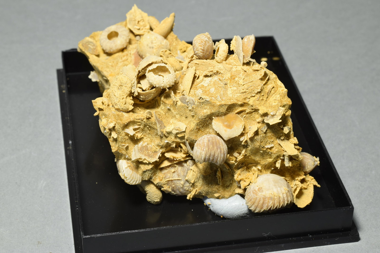 Silicified fossils in natural limestone matrix - 5