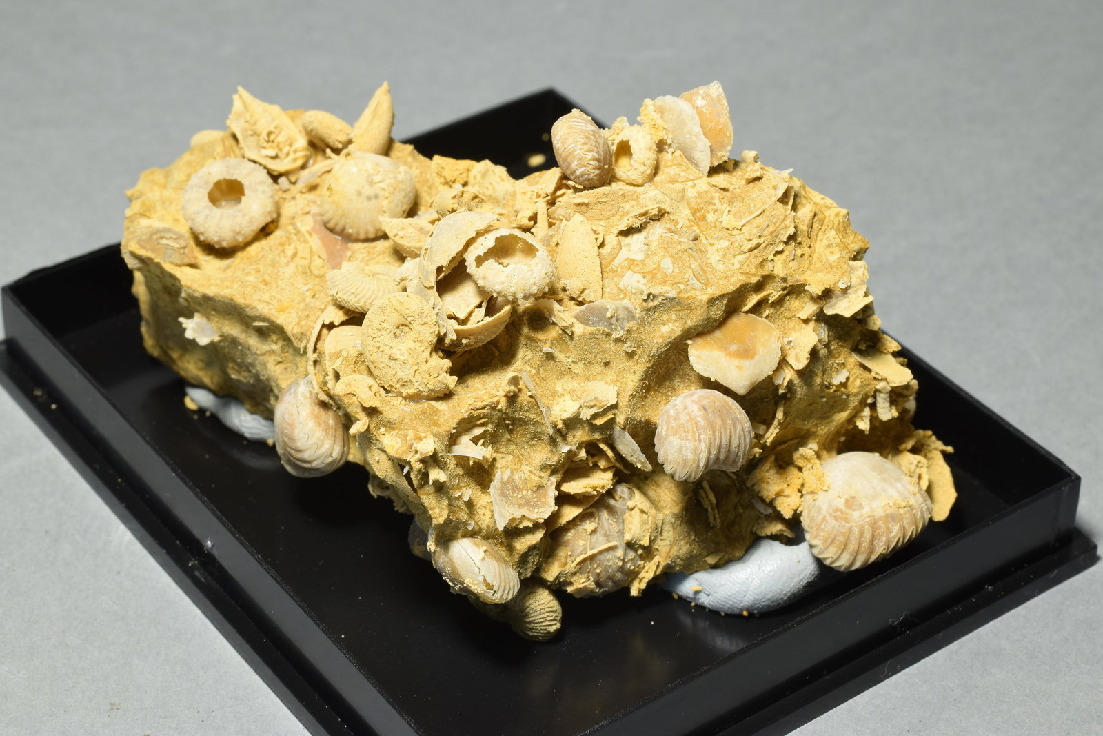 Silicified fossils in natural limestone matrix - 6