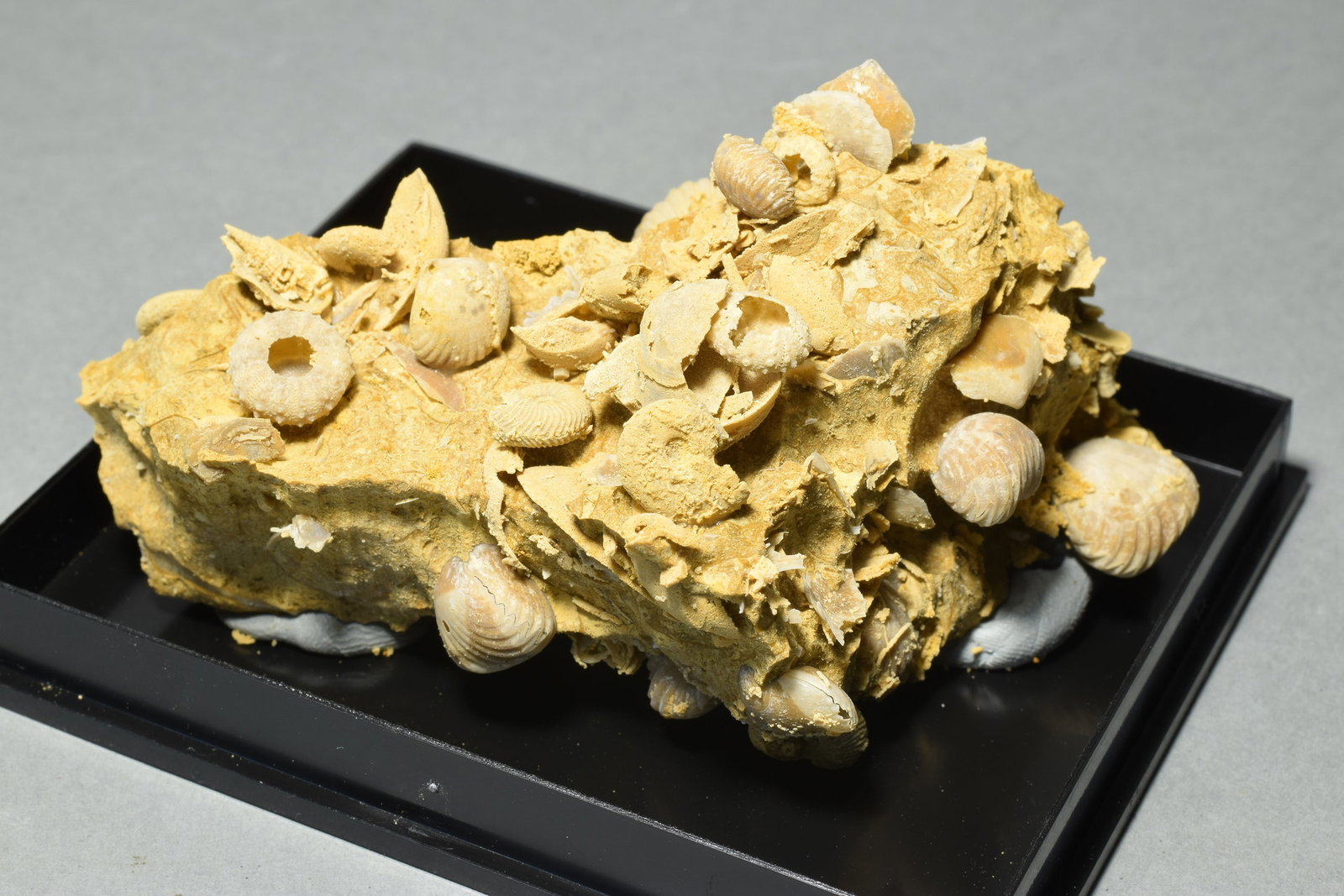 Silicified fossils in natural limestone matrix - 7