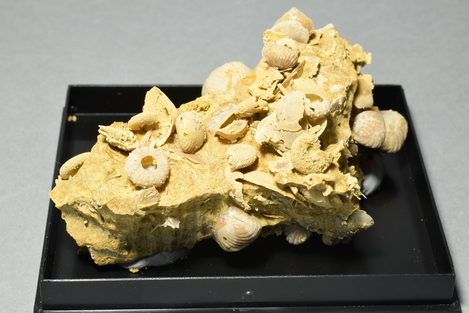 Silicified fossils in natural limestone matrix - 8