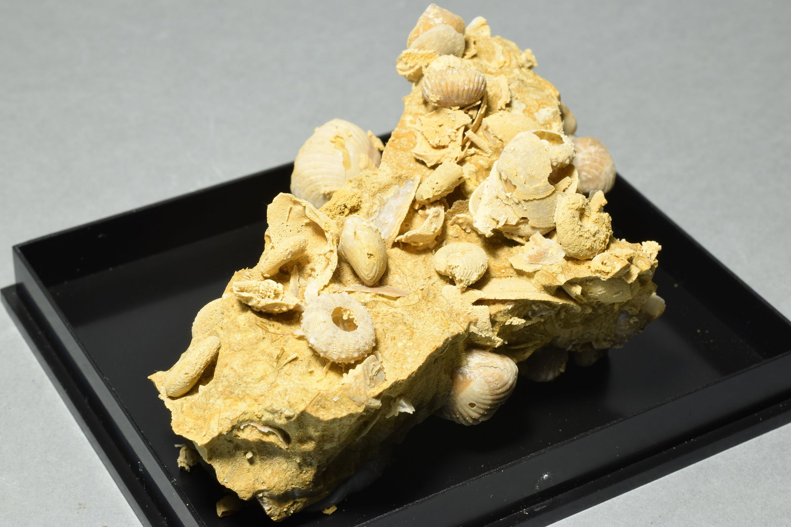 Silicified fossils in natural limestone matrix - 9