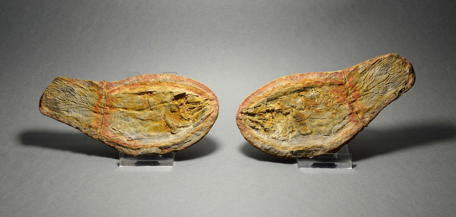 Fine coelacanth fish Whiteia woodwardi: Title: Fine coelacanth fish Whiteia woodwardiOrigin: MadagascarSize: c. 13.7 cm longDescription: Species: Whiteia woodwardi Age: lower Triassic Locality: Madagascar Measurements: c. 13.7 cm long