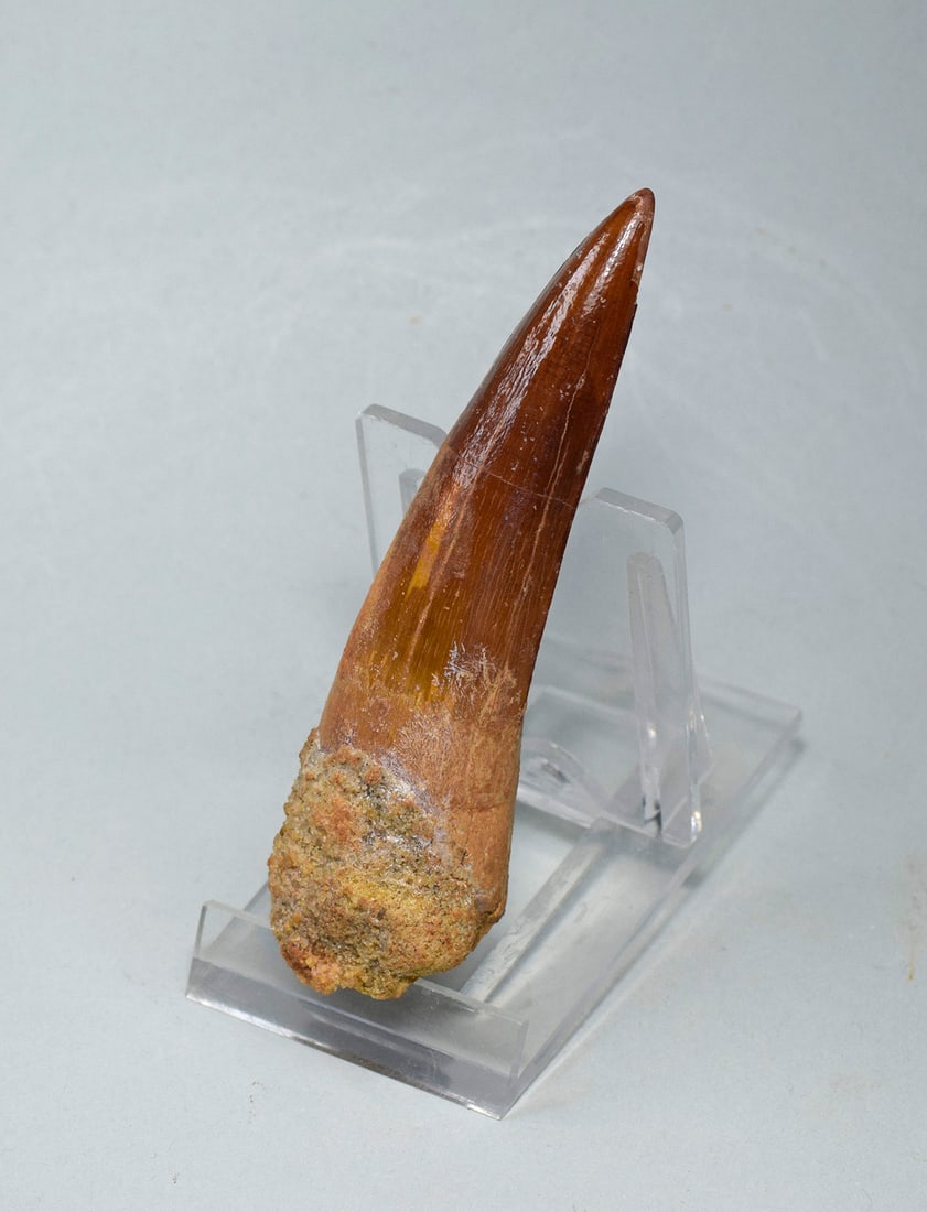 Superb 9.2 cm tooth of a theropod dinosaur Spinosaurus aegyptiacus - 3