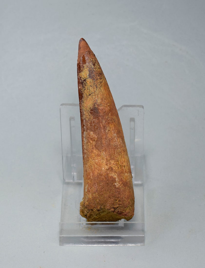 Superb 9.2 cm tooth of a theropod dinosaur Spinosaurus aegyptiacus - 4