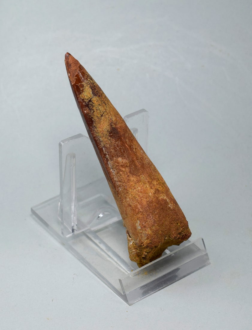 Superb 9.2 cm tooth of a theropod dinosaur Spinosaurus aegyptiacus - 5