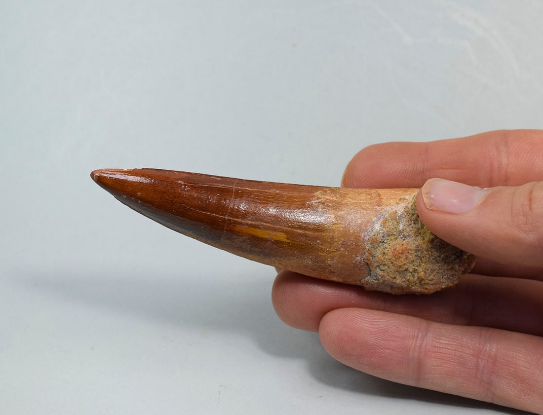 Superb 9.2 cm tooth of a theropod dinosaur Spinosaurus aegyptiacus - 7