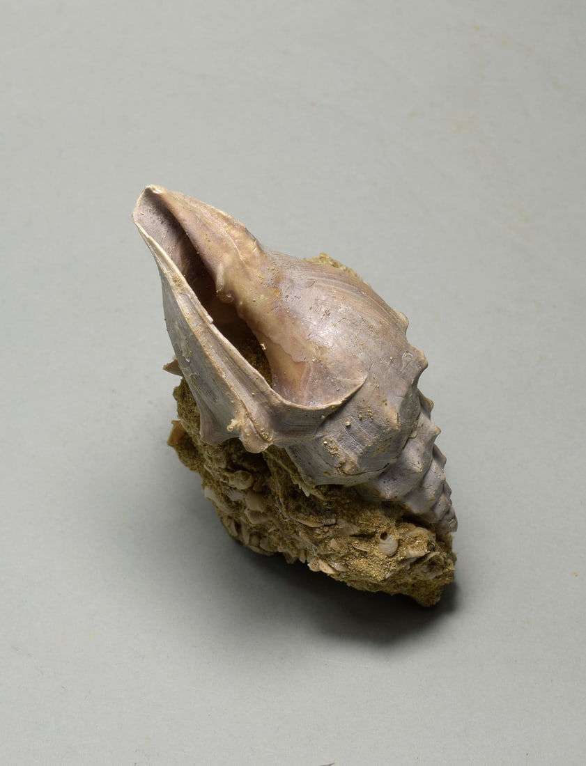 Fine gastropod - Eopsephaea muricina - 3