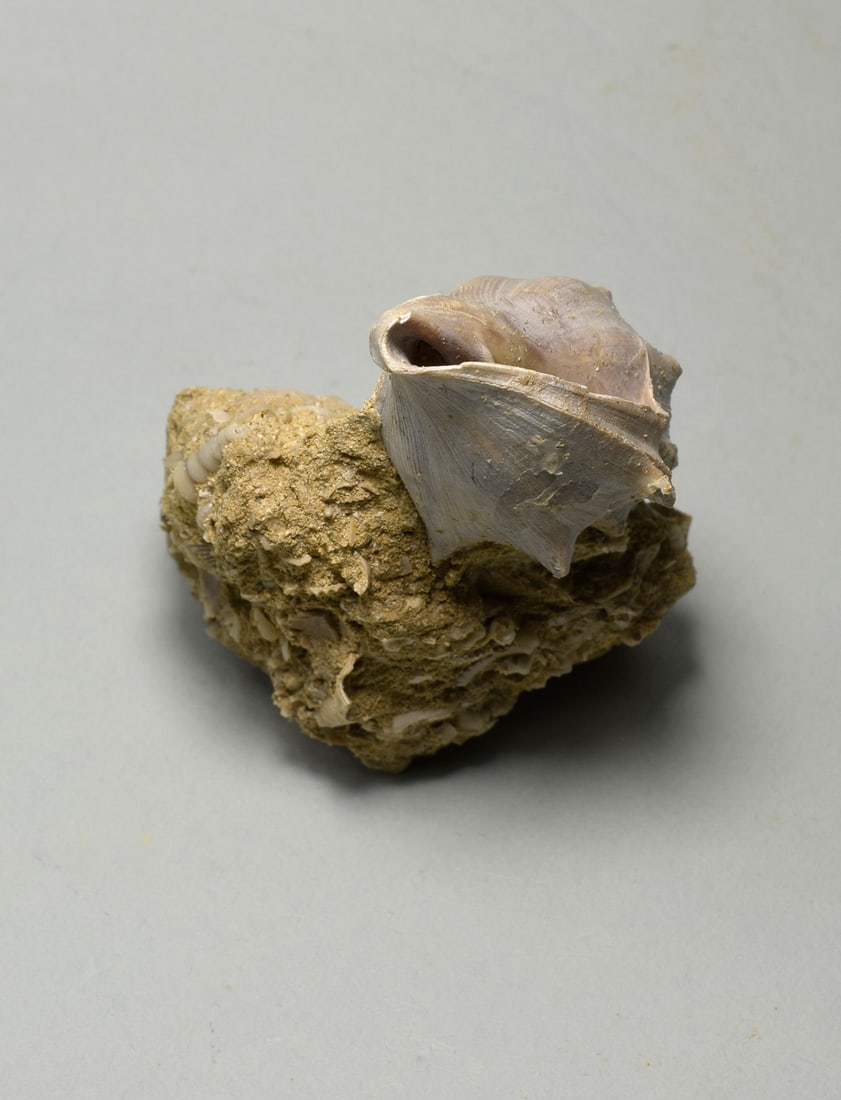 Fine gastropod - Eopsephaea muricina - 4