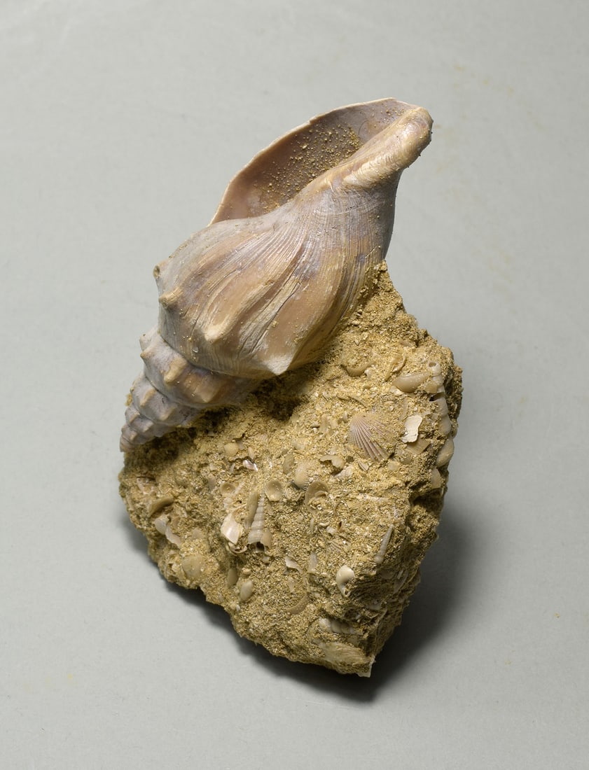 Fine gastropod - Eopsephaea muricina - 6