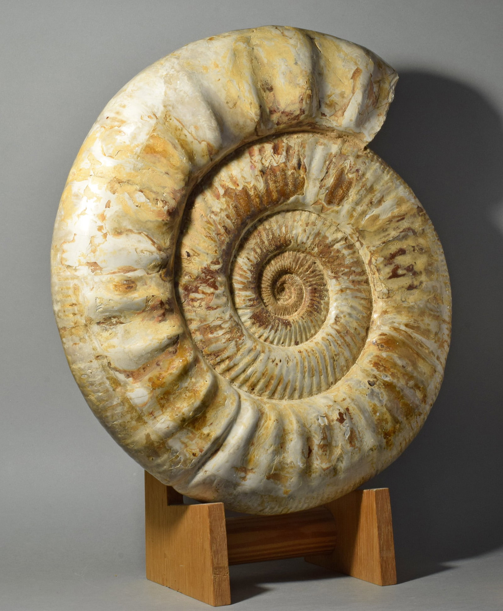 Magnificent 36.5 cm ammonite - Prososphinctes sp. - 2