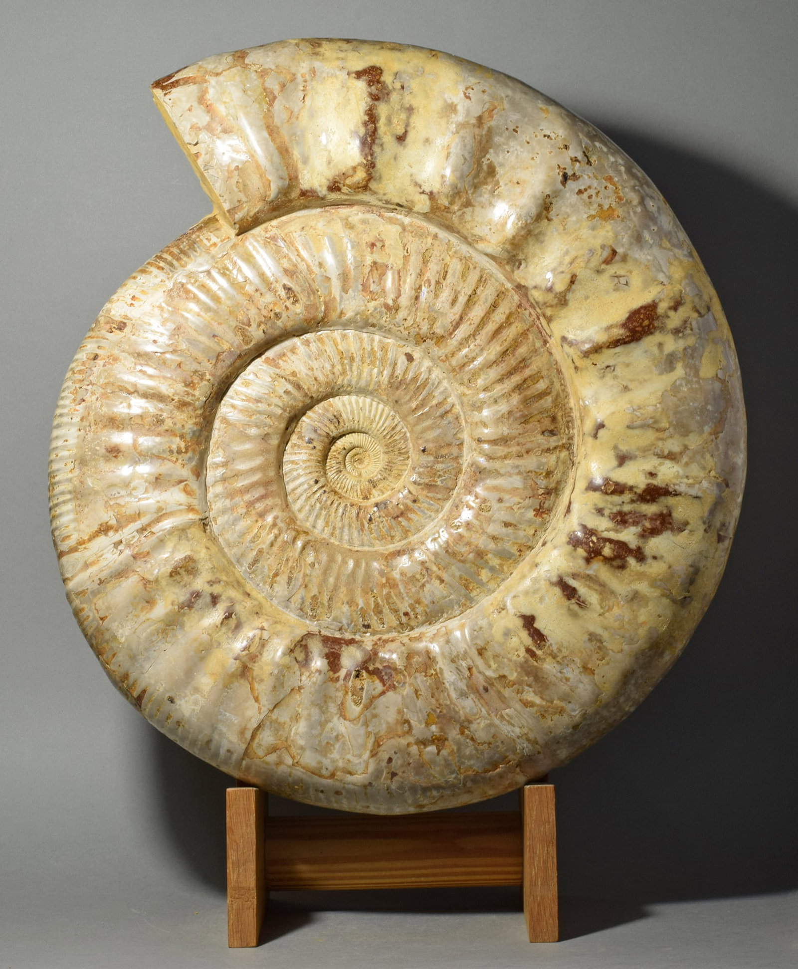 Magnificent 36.5 cm ammonite - Prososphinctes sp. - 4