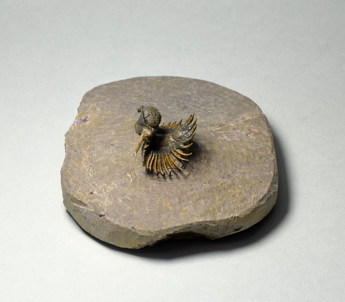 Rare trilobite Belenopyge sp.: Title: Rare trilobite Belenopyge sp. Origin: Morocco Size: 22 mm long trilobite Description: Species: Belenopyge sp. (undescribed species) Age: Devonian Locality: Morocco Measurements: 2.2 cm long (tr
