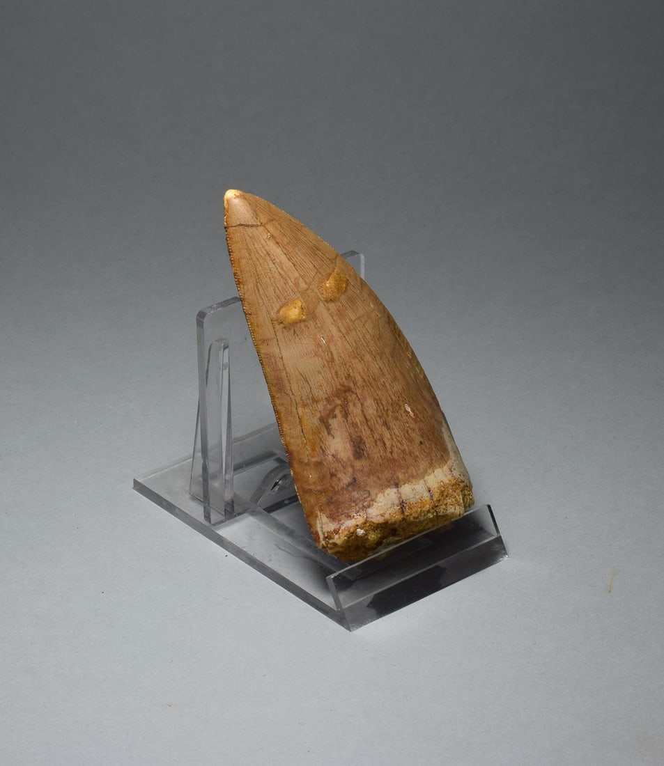 Wonderful 7.8 cm tooth of a killer dinosaur - Carcharodontosaurus saharicus - 2