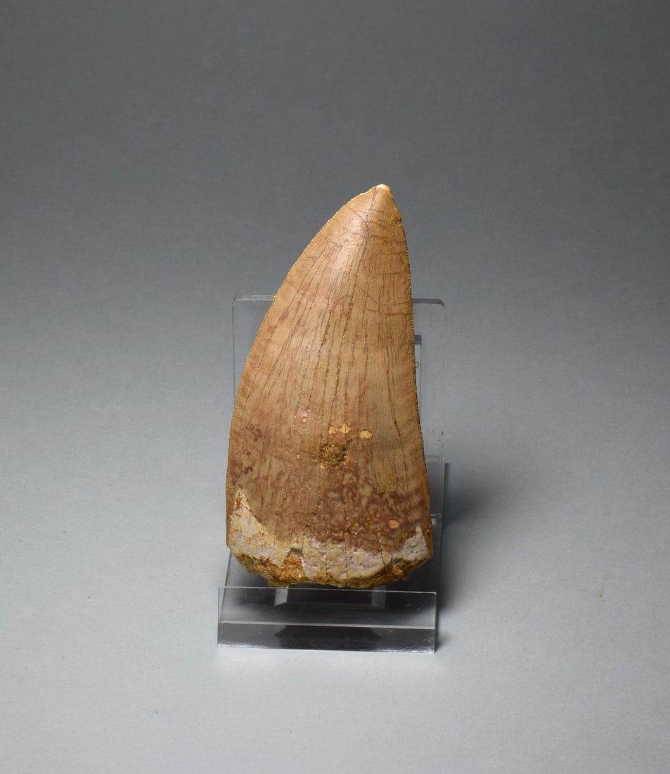 Wonderful 7.8 cm tooth of a killer dinosaur - Carcharodontosaurus saharicus - 4