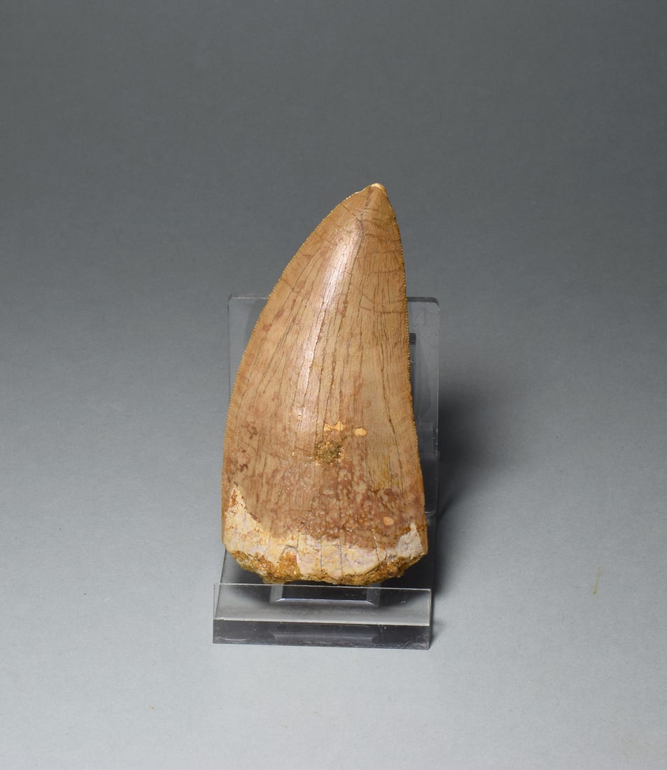 Wonderful 7.8 cm tooth of a killer dinosaur - Carcharodontosaurus saharicus - 5