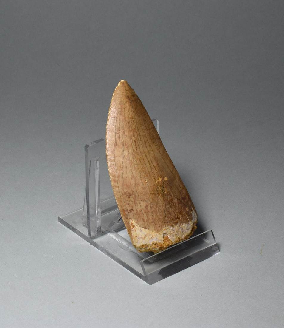Wonderful 7.8 cm tooth of a killer dinosaur - Carcharodontosaurus saharicus - 6