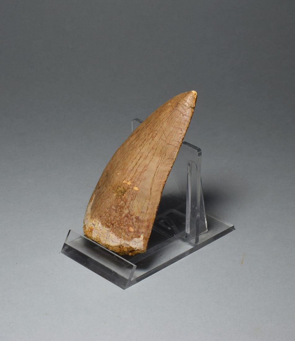 Wonderful 7.8 cm tooth of a killer dinosaur - Carcharodontosaurus saharicus - 7