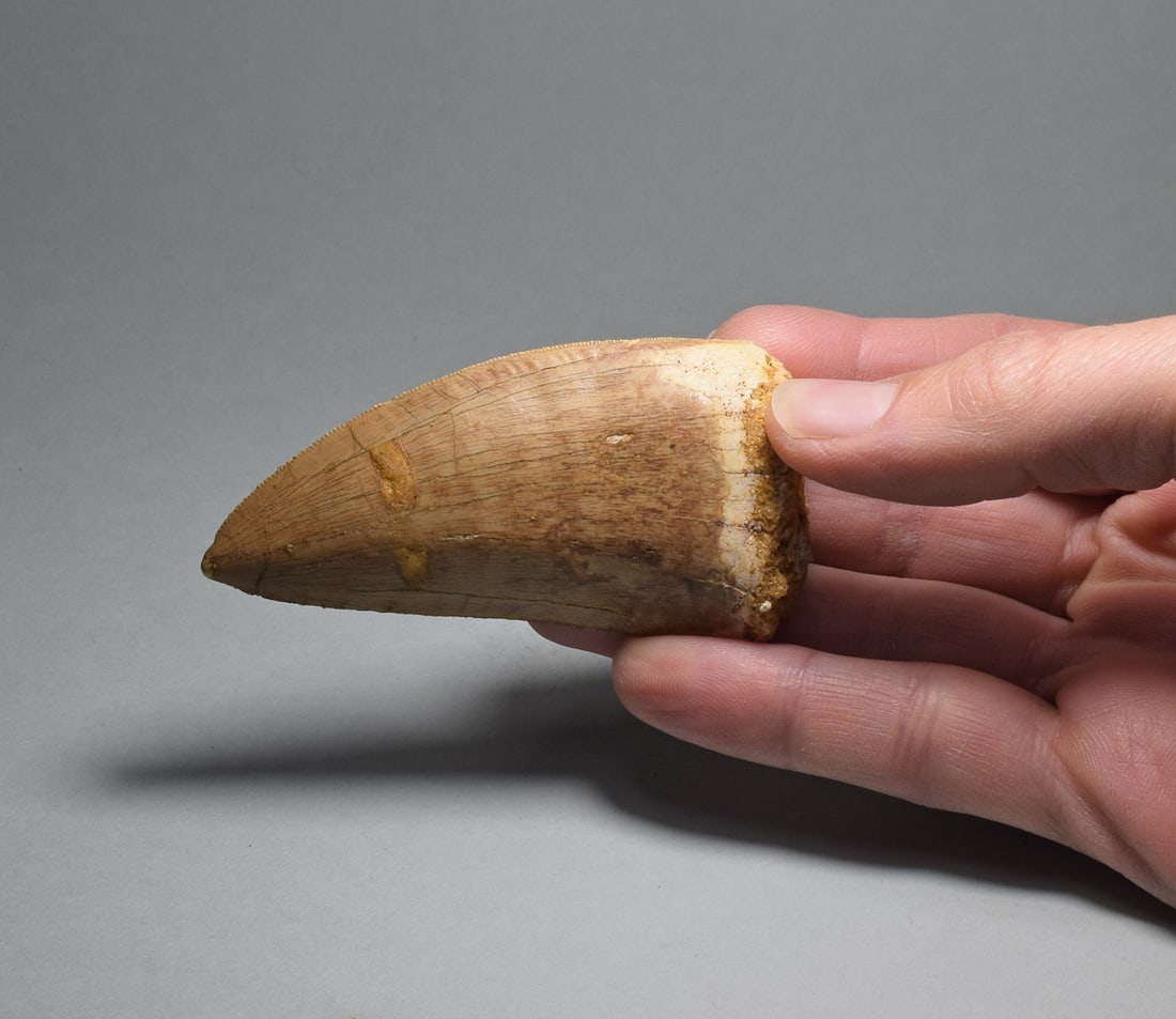 Wonderful 7.8 cm tooth of a killer dinosaur - Carcharodontosaurus saharicus - 8