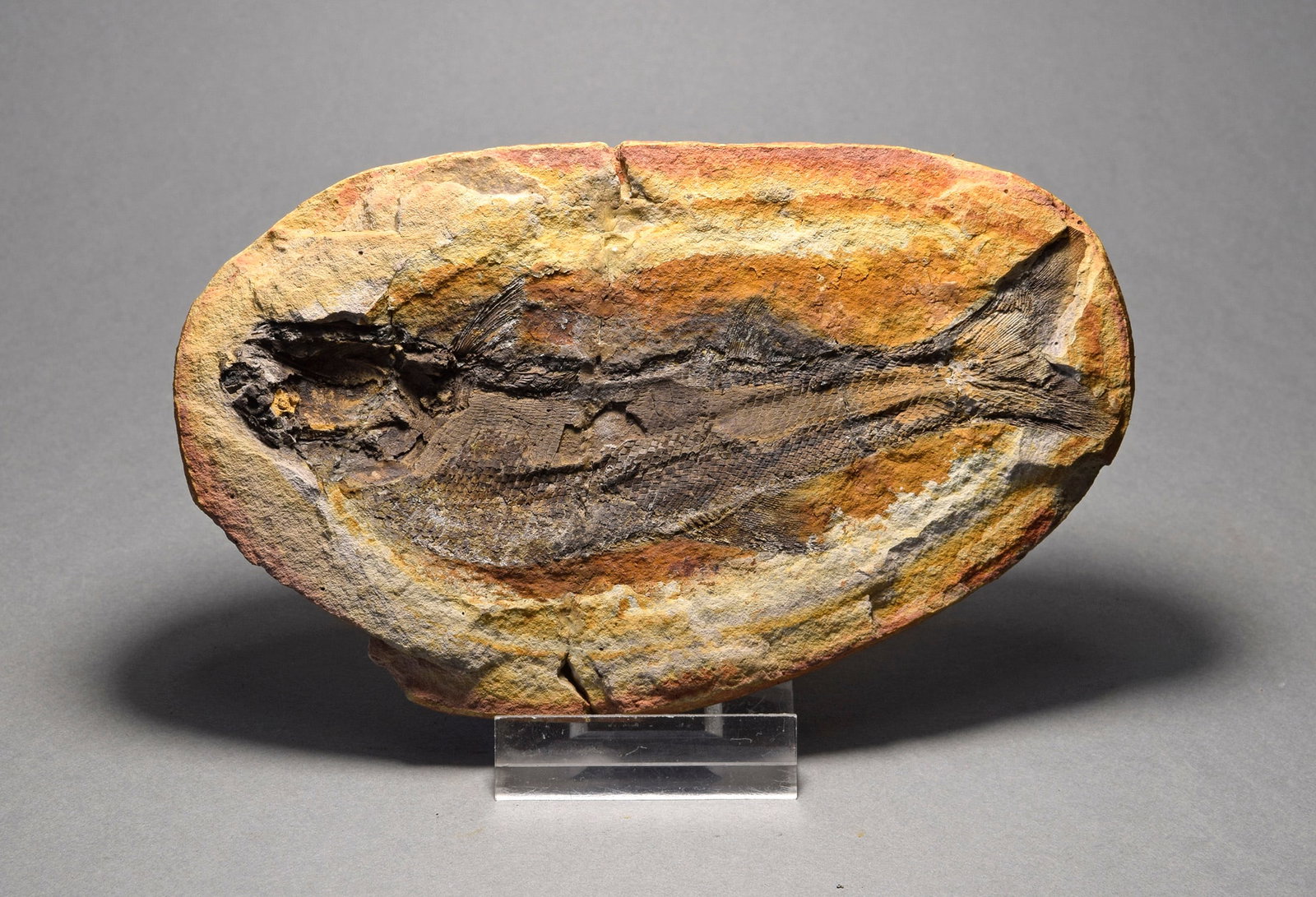 Fine fish fossil Teffichthys madagascariensis (1 of 5)