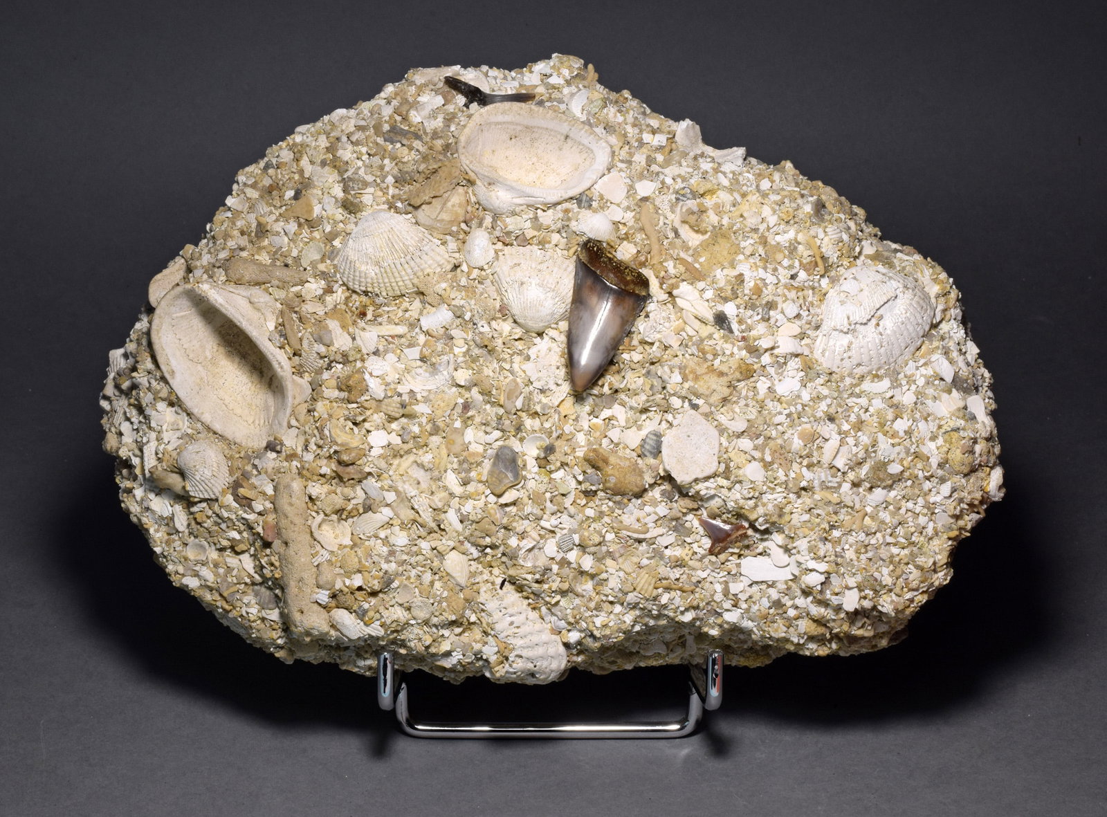 Three shark teeth on "Falun" matrix - Cosmopolitodus hastalis: Title: Three shark teeth on "Falun" matrix - Cosmopolitodus hastalisOrigin: FranceSize: 19 x 13.5 cm matrixDescription: Species: Cosmopolitodus hastalis Age: Miocene, Langhian Locality: