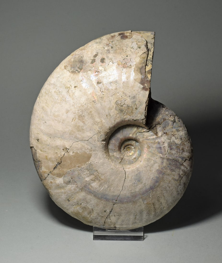 Wonderful 16.4 cm nacreous Ammonite - Aioloceras besairiei (1 of 6)