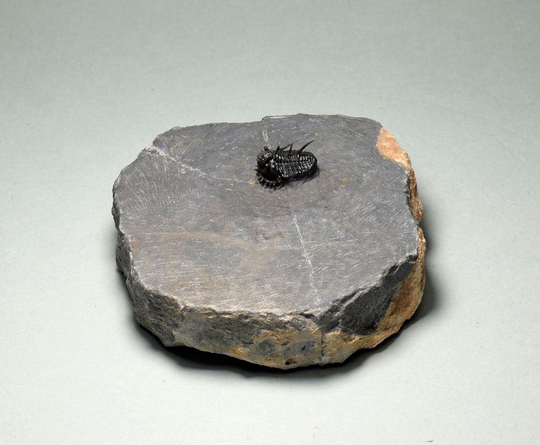 Very rare trilobite - Otarionella lkomalii: Title: Very rare trilobite - Otarionella lkomalii Origin: Morocco Size: c. 14 mm long trilobite Description: Species: Otarionella lkomalii Age: Middle Devonian Locality: Morocco Measurements: c. 1.4 c