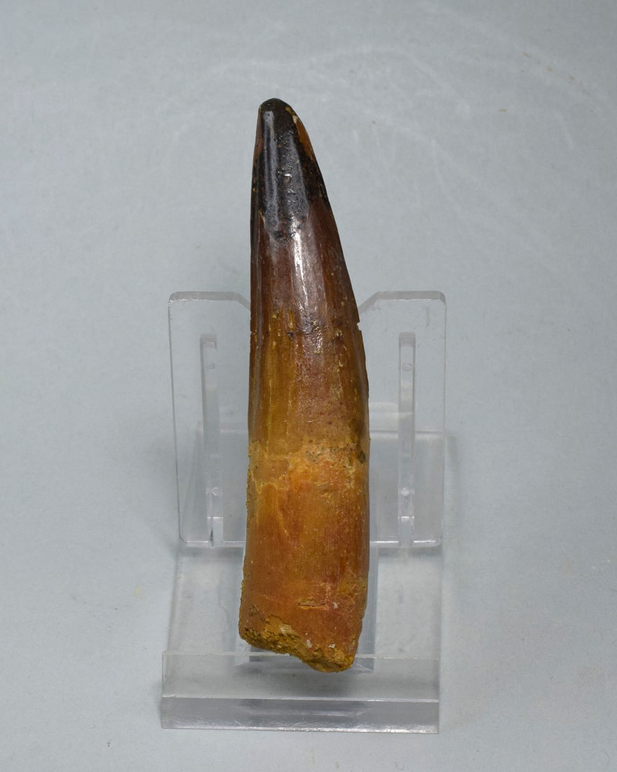 Fine 8.3 cm tooth of a theropod dinosaur Spinosaurus sp.: Title: Fine 8.3 cm tooth of a theropod dinosaur Spinosaurus sp. Origin: Morocco Size: 8.3 cm long Description: Species: Spinosaurus sp. Age: Cretaceous, Cenomanian Locality: Kem Kem, Morocco Measureme