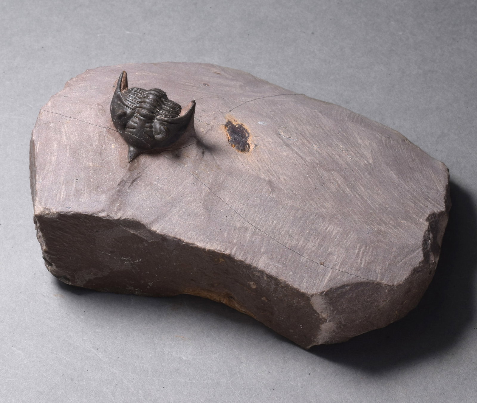 Rare trilobite Minicryphaeus minimus - 2