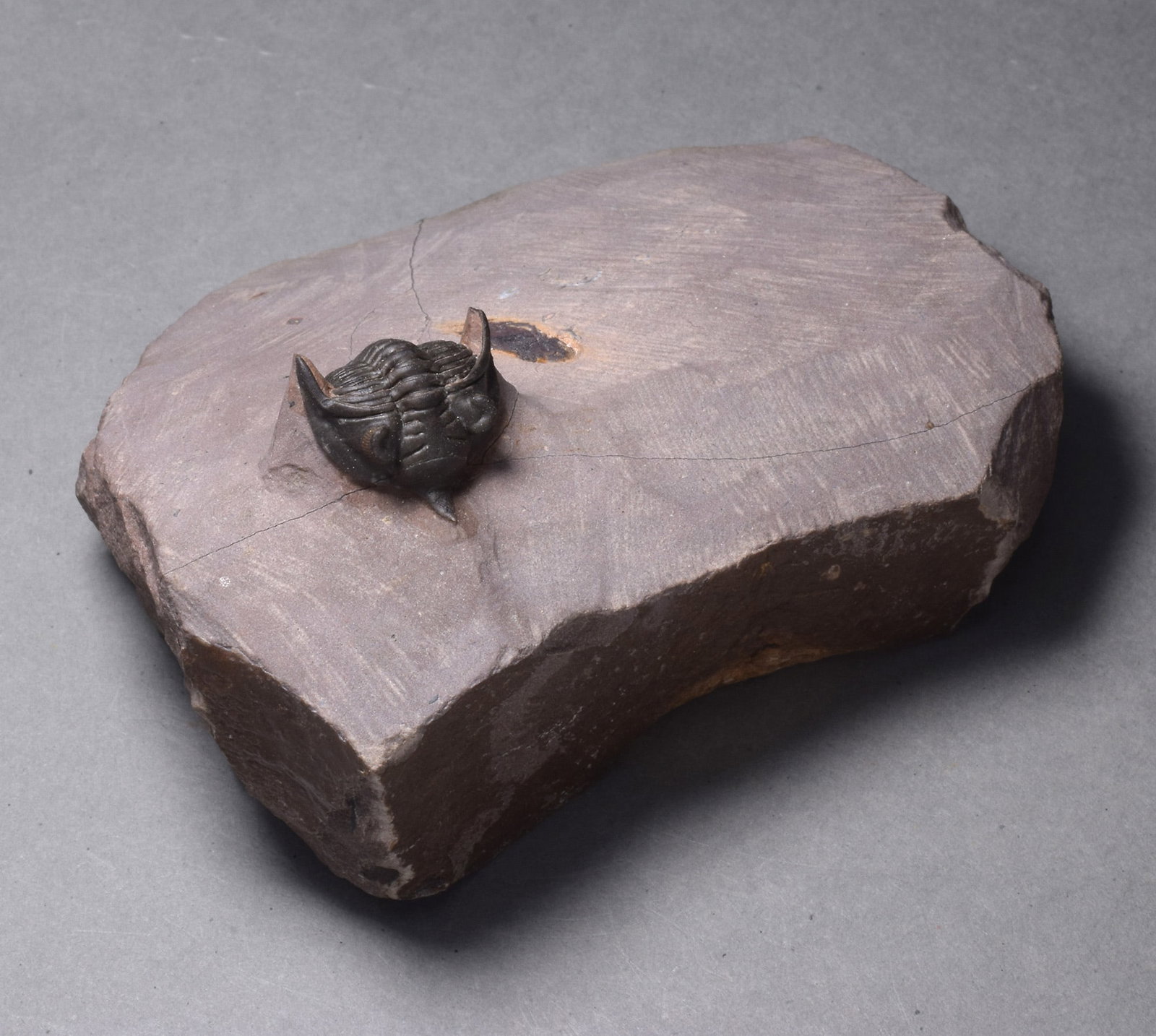 Rare trilobite Minicryphaeus minimus - 3