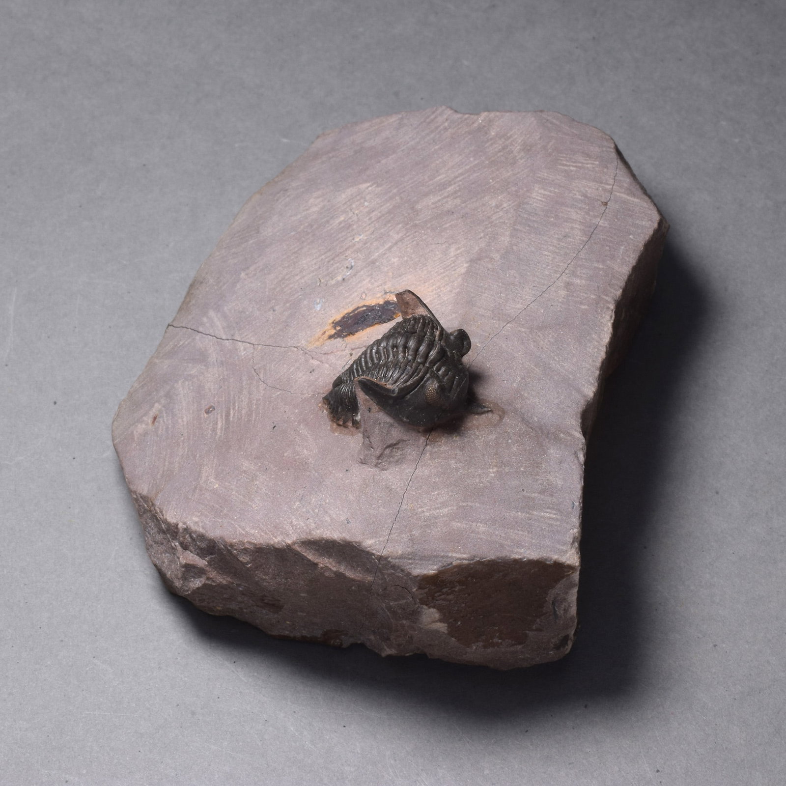 Rare trilobite Minicryphaeus minimus - 4