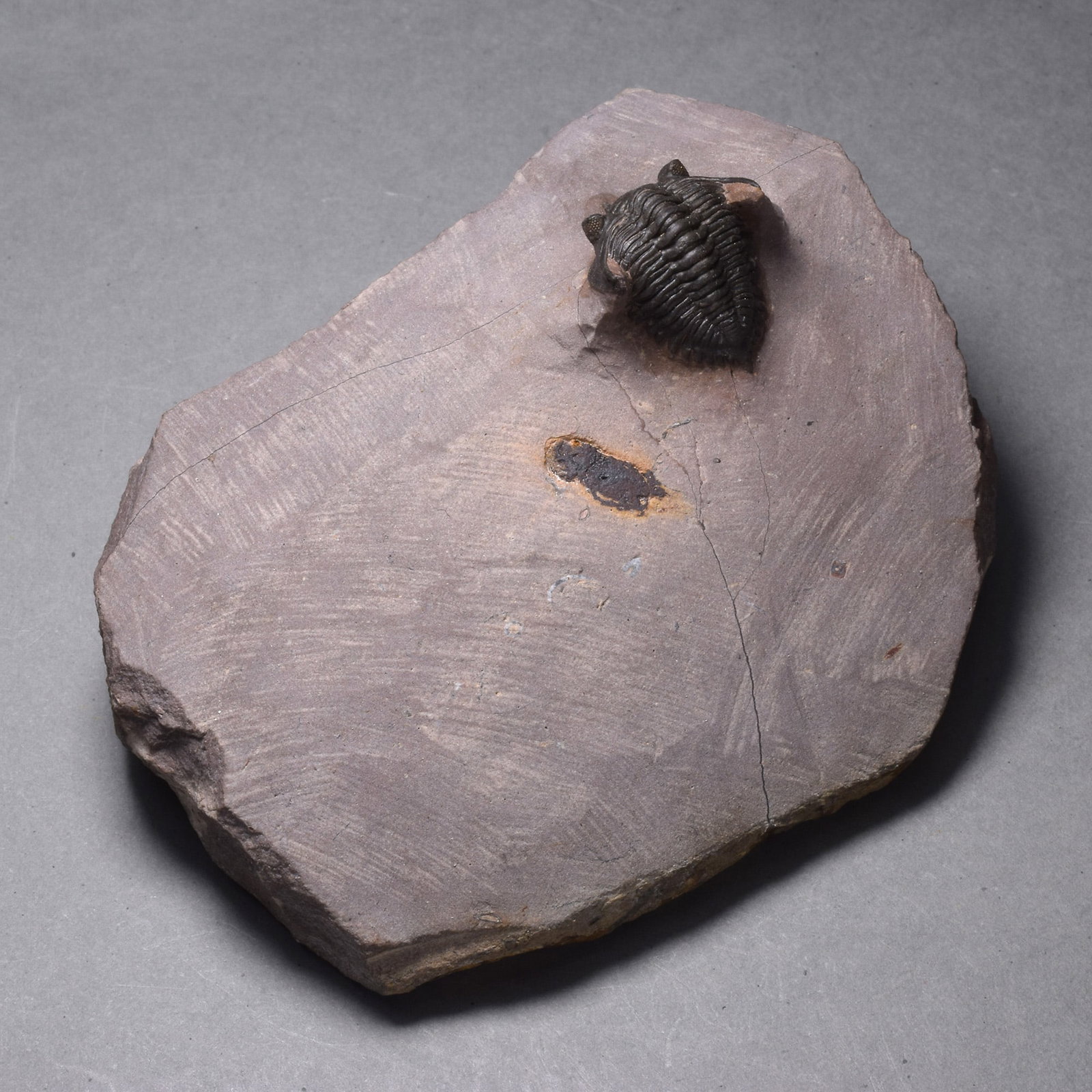 Rare trilobite Minicryphaeus minimus - 7