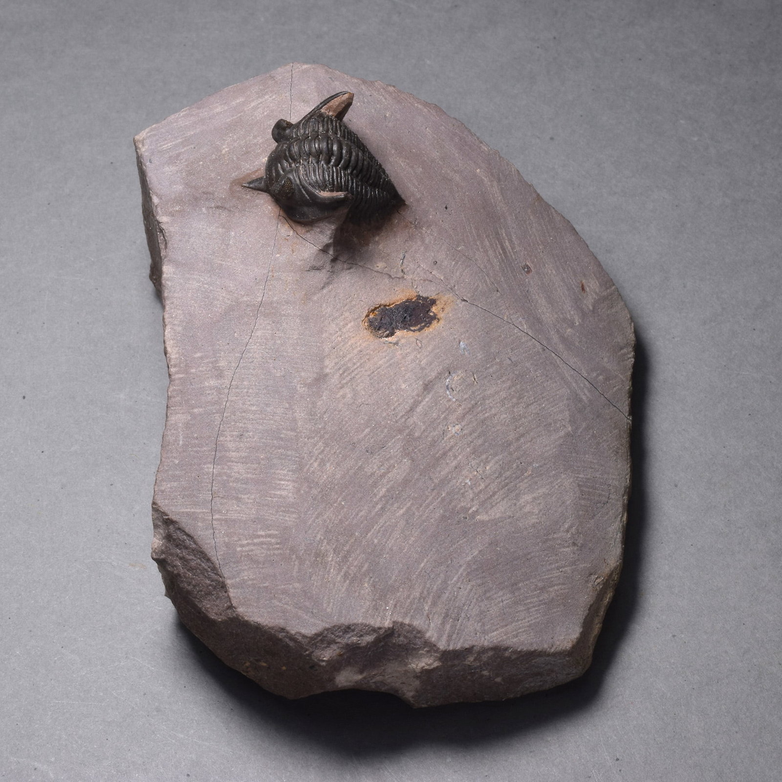 Rare trilobite Minicryphaeus minimus - 8