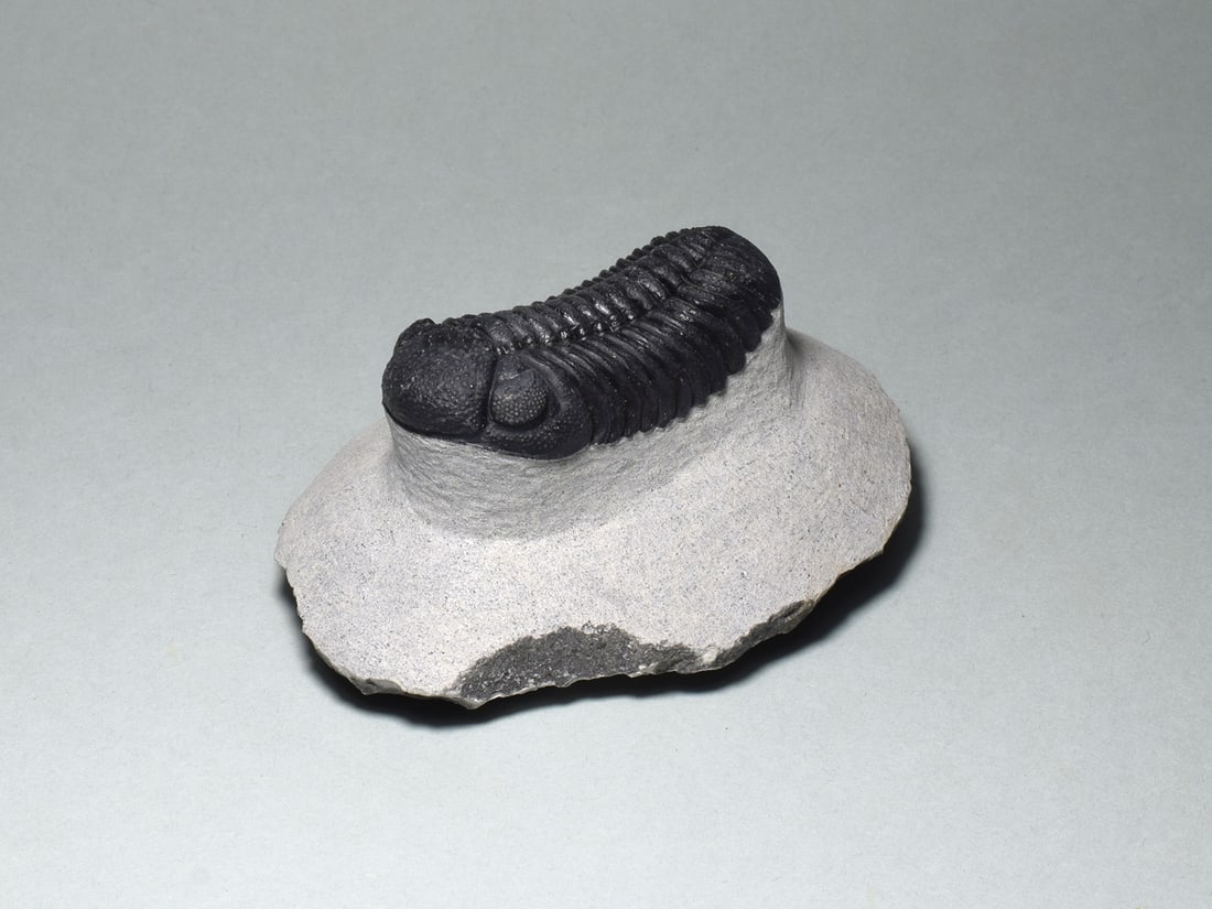 Exquisite trilobite - Barrandeops sp. - 2