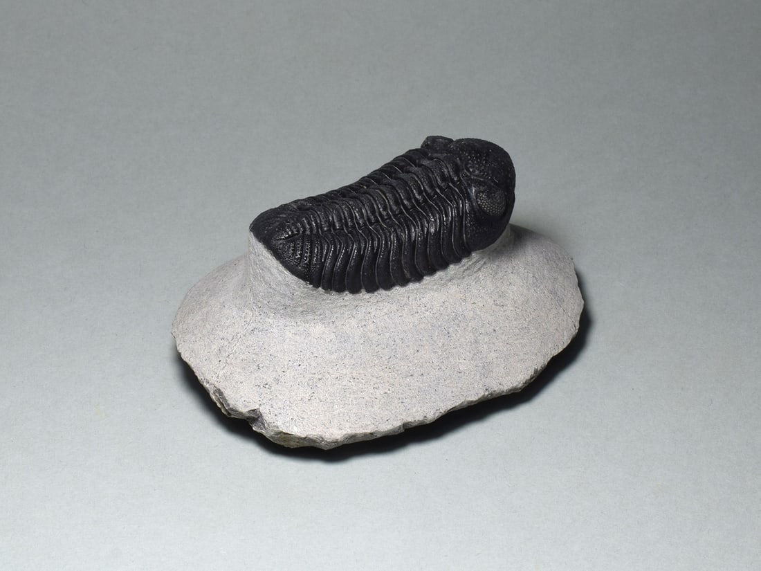 Exquisite trilobite - Barrandeops sp. - 4