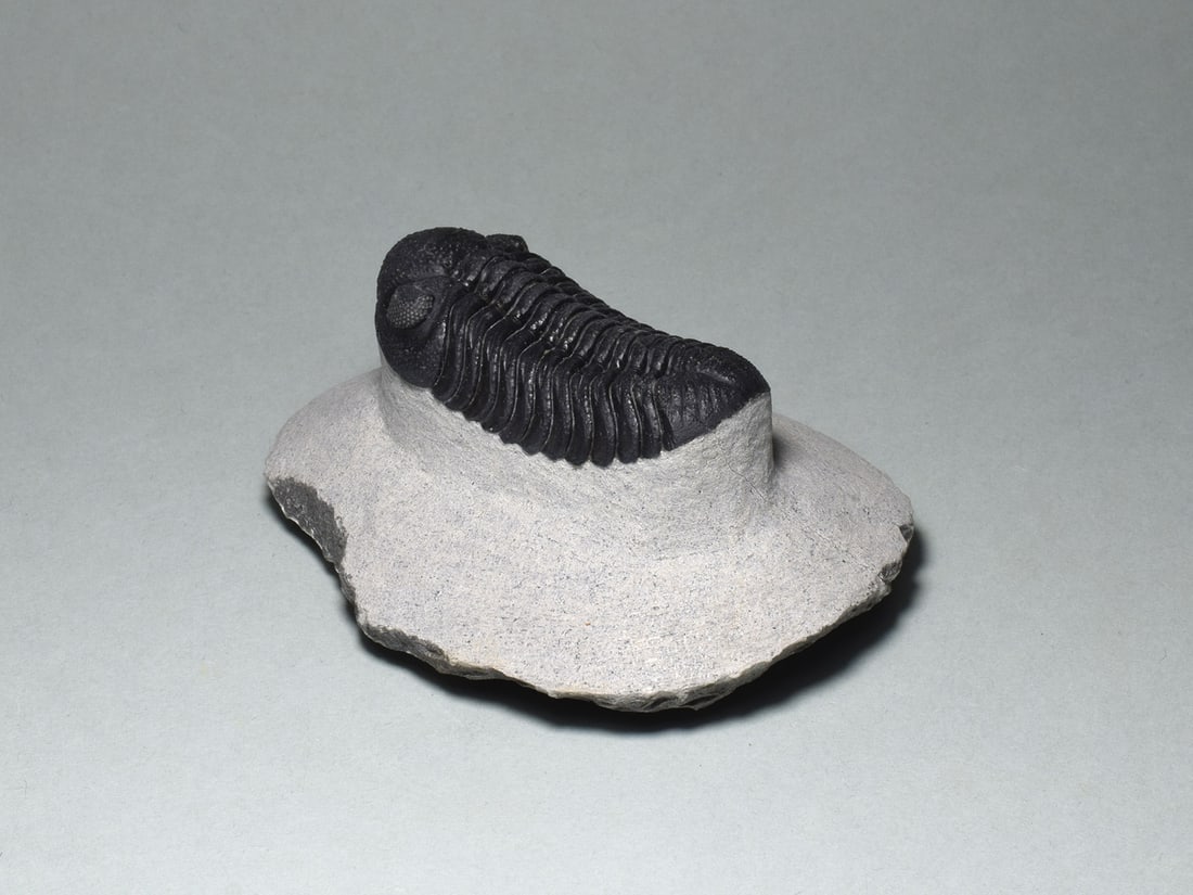 Exquisite trilobite - Barrandeops sp. - 5