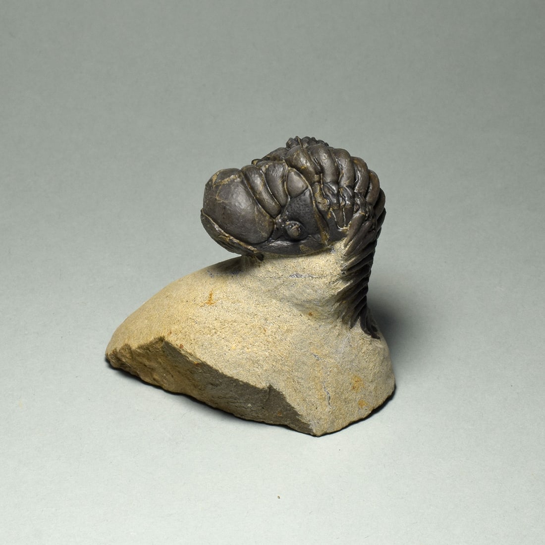 Beautiful rolled trilobite - Cheirurus (Crotalocephalina) gr. gibbus: Title: Beautiful rolled trilobite - Cheirurus (Crotalocephalina) gr. gibbus Origin: Morocco Size: 7 cm long (trilobite - if outstretched) Description: Species: Cheirurus (Crotalocephalina) gr. gibbus