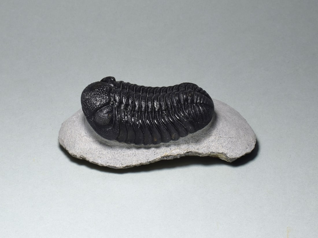 Fine trilobite - Barrandeops sp. (1 of 5)