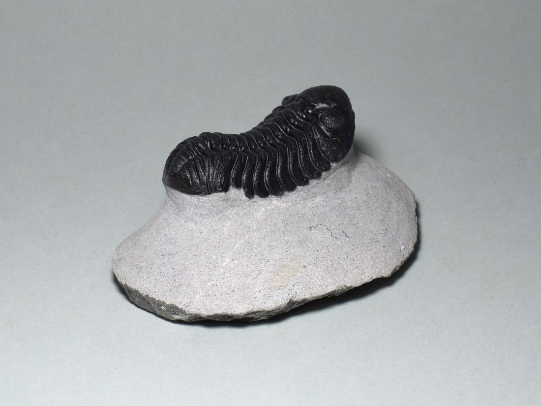 Fine trilobite - Barrandeops sp. - 4