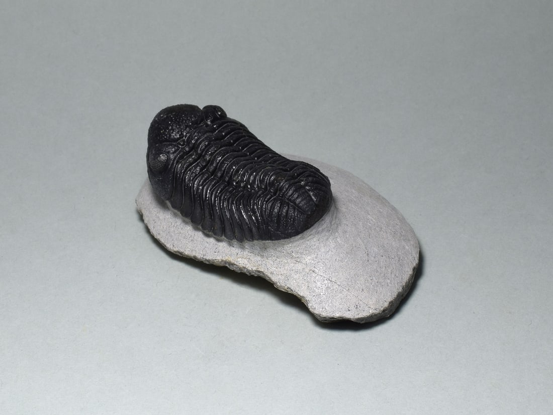 Fine trilobite - Barrandeops sp. - 5