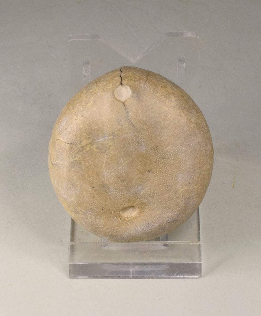 Group of three Echinocorys echinoids - 10