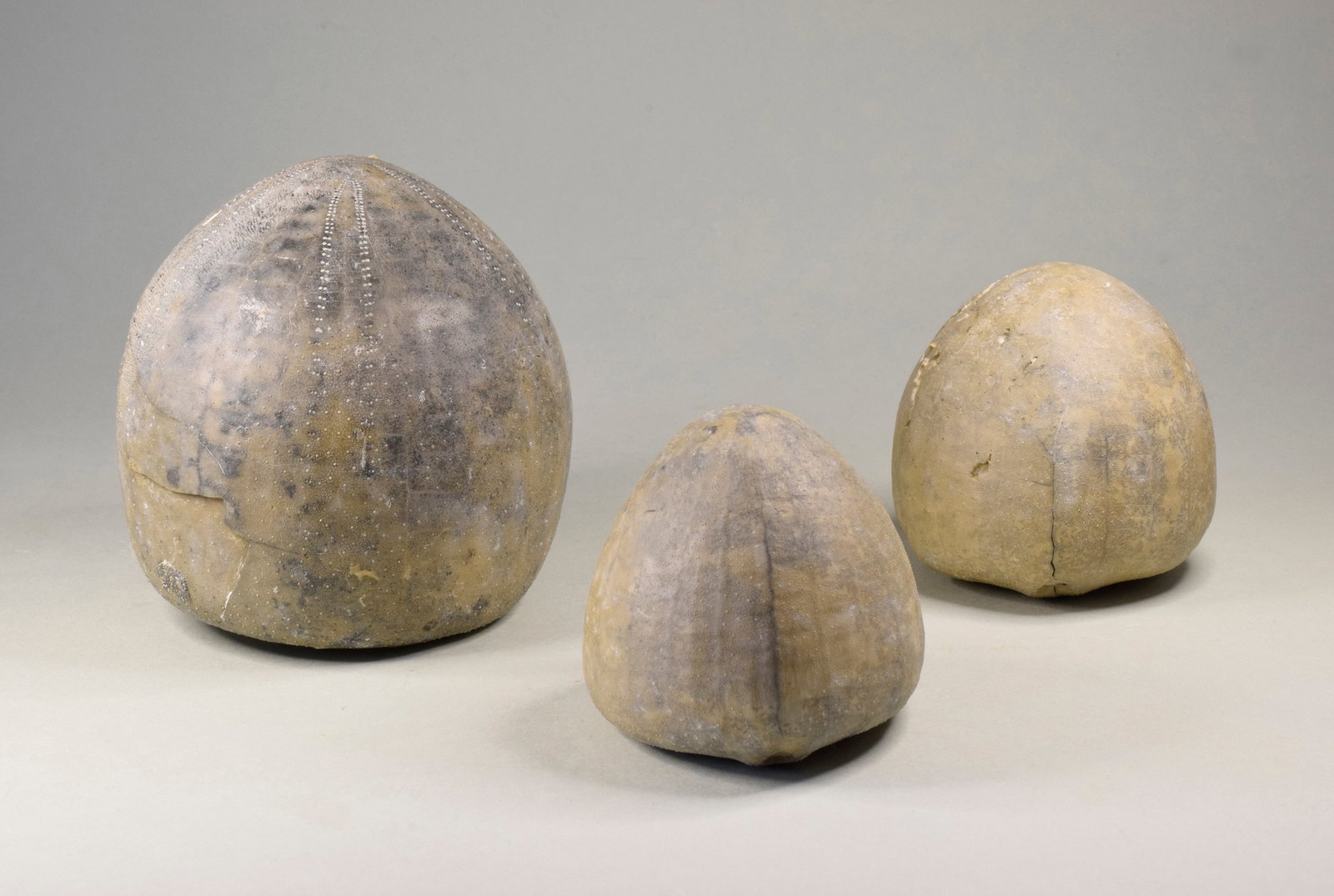 Group of three Echinocorys echinoids - 2