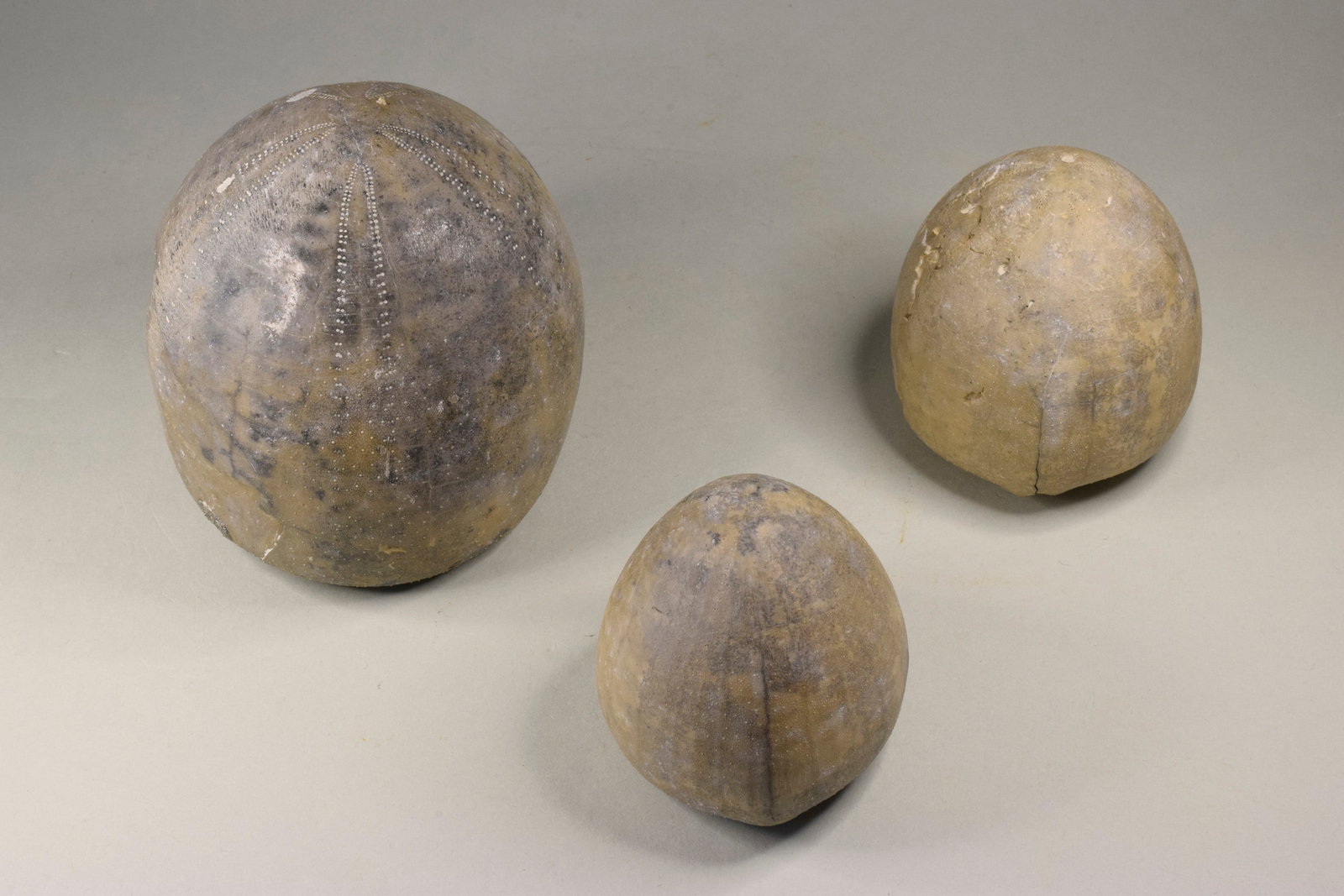 Group of three Echinocorys echinoids - 4