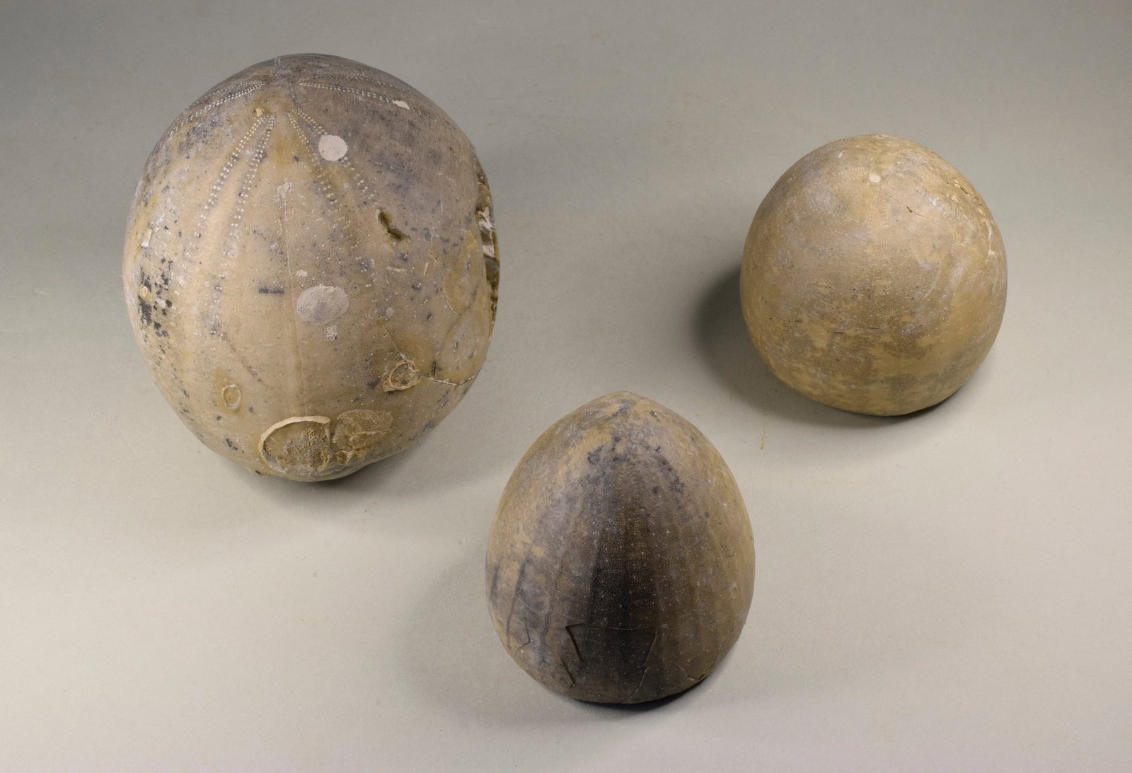 Group of three Echinocorys echinoids - 5