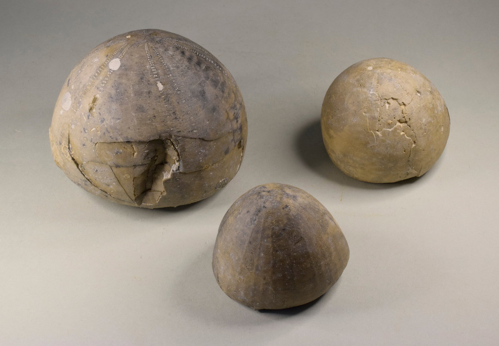 Group of three Echinocorys echinoids - 7