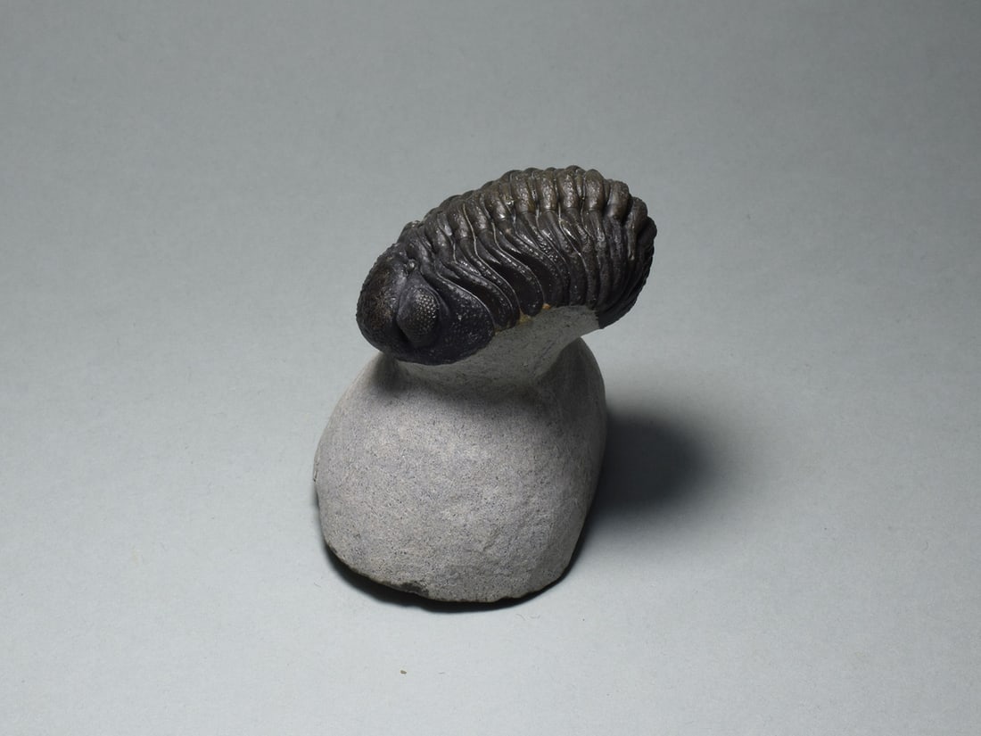 Fine trilobite - Barrandeops sp.: Title: Fine trilobite - Barrandeops sp.Origin: MoroccoSize: c. 6.3 cm long (trilobite - if outstretched)Description: Species: Barrandeops sp. Age: Devonian Locality: Morocco Measurements: c. 6.3 cm